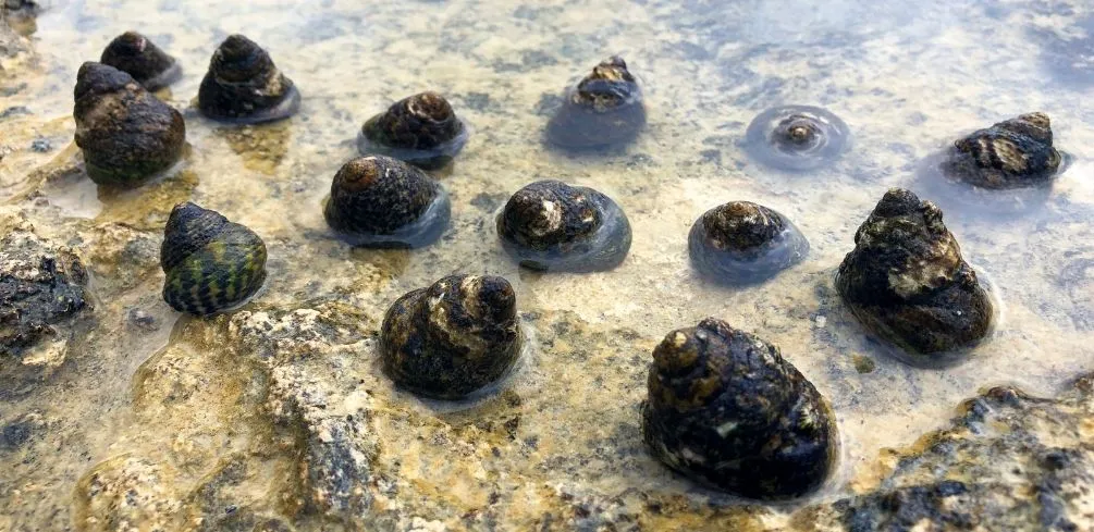 Can You Eat Sea Snails