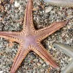 Can You Eat Sea Stars