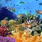 Benefits Of Coral Reefs For Marine Life