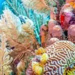 Biology Of Coral Reefs