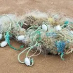 Impact Of Marine Debris On Marine Wildlife