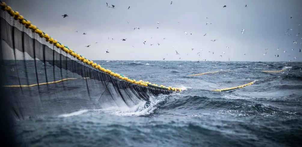 Innovative Fishing Methods That Reduce Bycatch And Harm To Marine Life