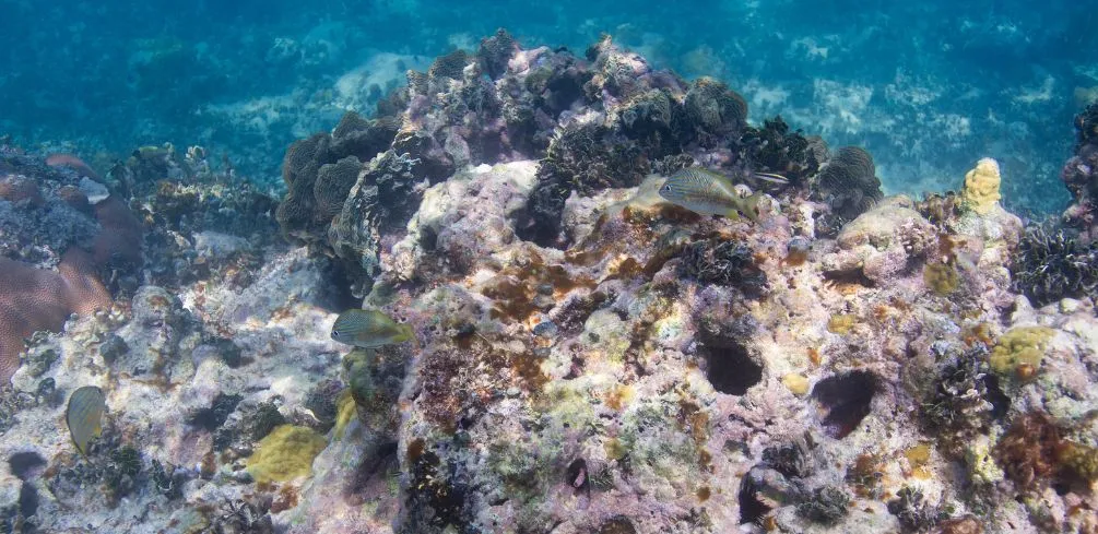 Investigating The Effects Of Climate Change On Coral Reefs
