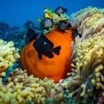 Preserving Coral Reefs