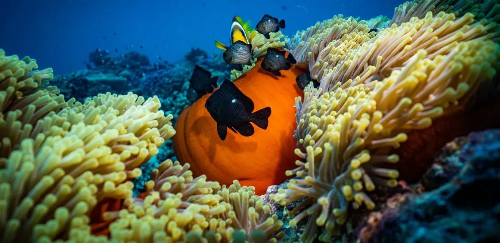Preserving Coral Reefs