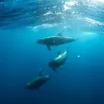 Role Of Marine Mammals Ecosystem