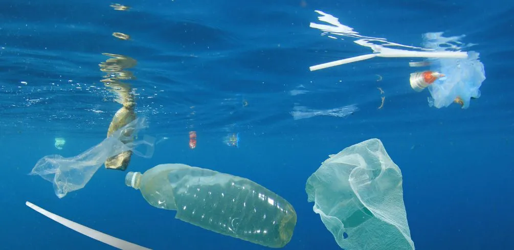 The Impact Of Plastic Pollution On The Ocean And Its Wildlife