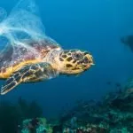 Why Marine Conservation Tours Are Important For Ocean Health
