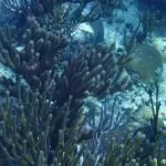 Aquatic Organisms Have Only A Predatory Relationship With Coral Reefs