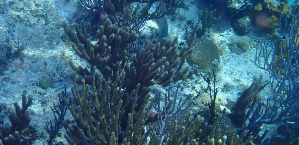 Aquatic Organisms Have Only A Predatory Relationship With Coral Reefs