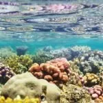 Best Coral Reefs In The World