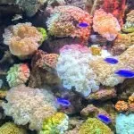 Coral Reef Aquatics