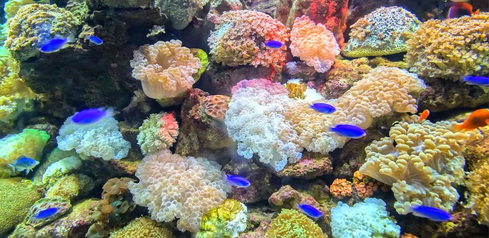 Coral Reef Aquatics