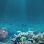 Do Coral Reefs Produce Oxygen