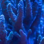 Fun Facts About Coral Reefs