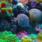 Most Popular Corals