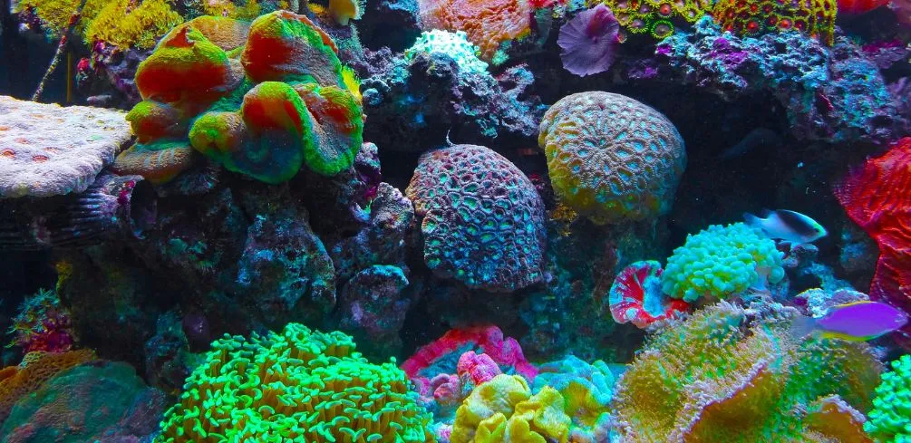 Most Popular Corals
