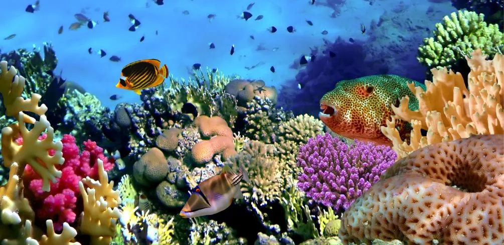 Types of Coral Reefs