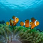 clownfish habitat and behavior