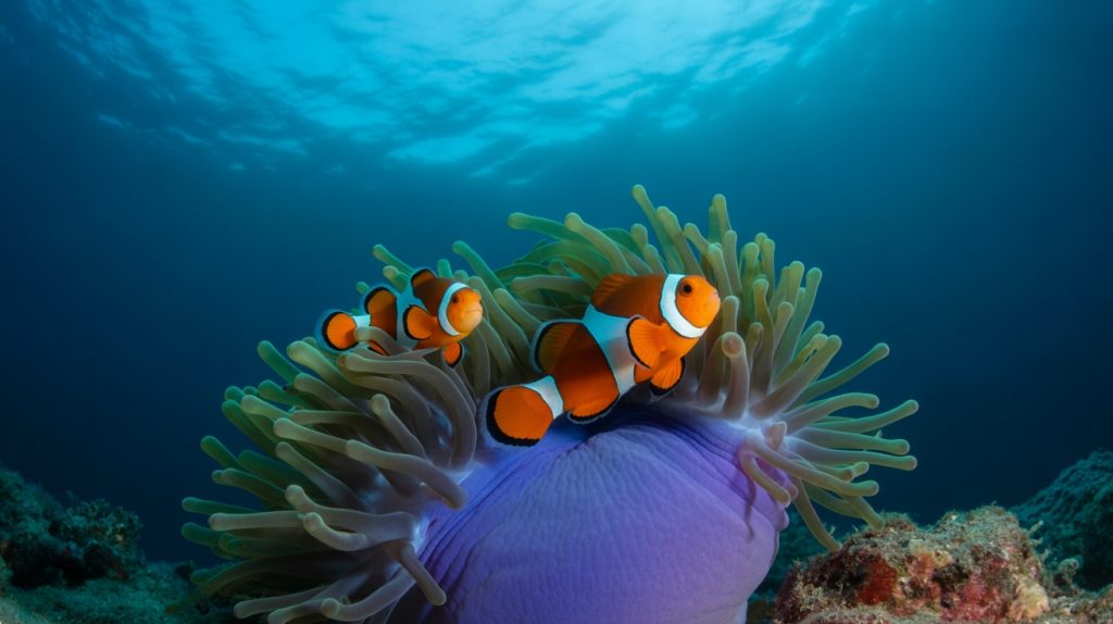 clownfish survival adaptations explained