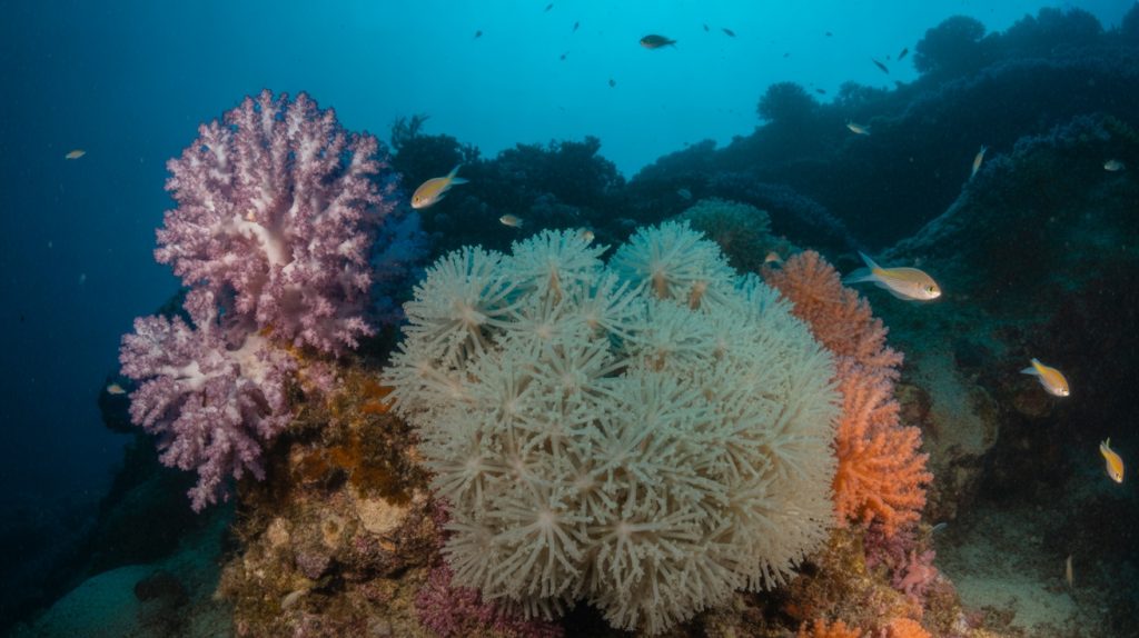 coral stress indicators monitoring