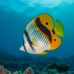 elegant marine life species