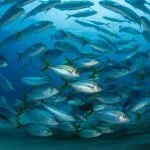 fish group for safety