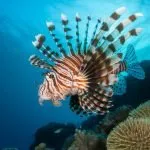gorgeous but harmful species