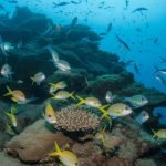 habitat and species distinctions