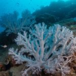 identifying coral bleaching signs