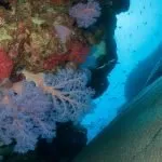 identifying corals versus rocks