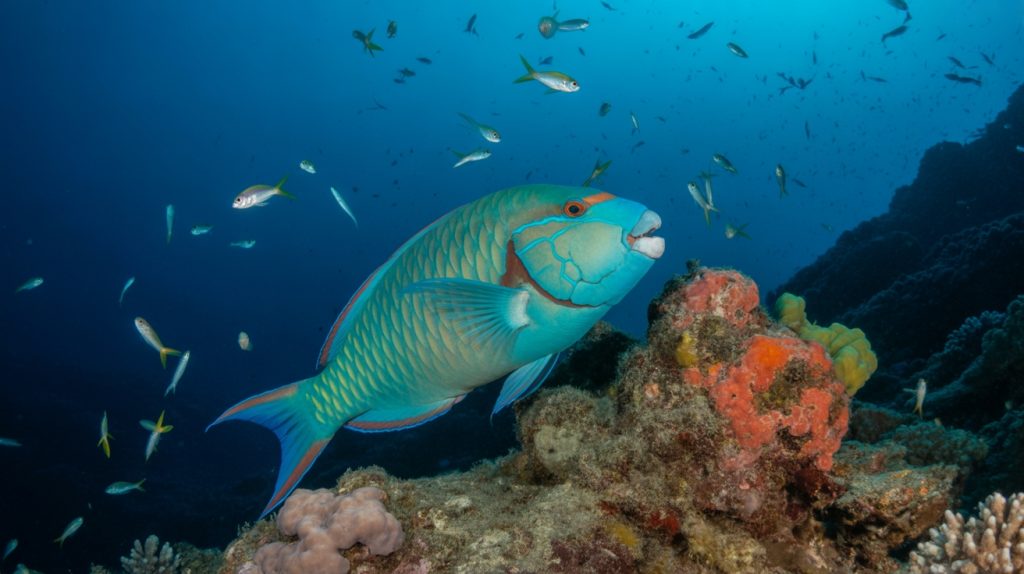 integrated conservation strategies employed