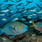 marine life survival strategies