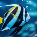 moorish idols aquarium challenges