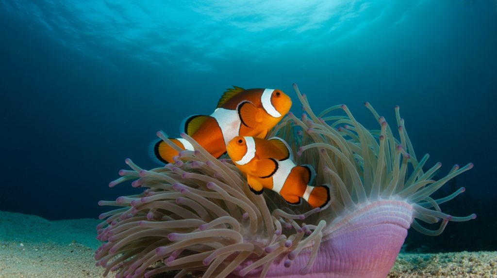 mutualistic clownfish anemone partnership