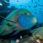 napoleon wrasse majestic fish