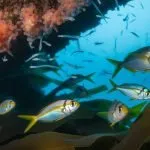 ocean fish development stages