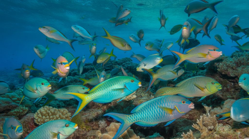 parrotfish species distribution diversity
