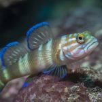 small fish big personalities