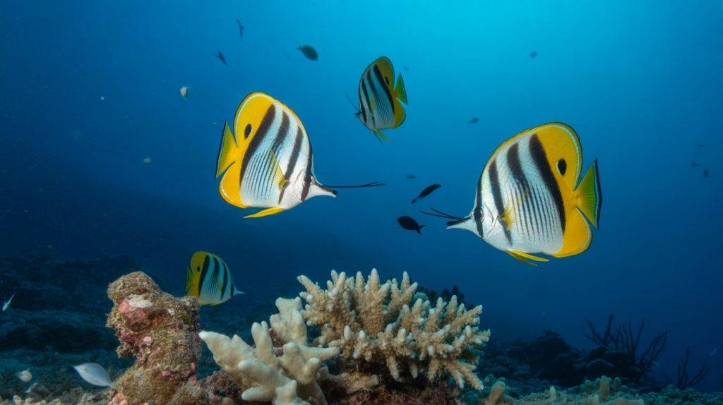 threatened butterflyfish populations decline