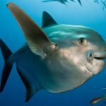 weirdest fish in ocean